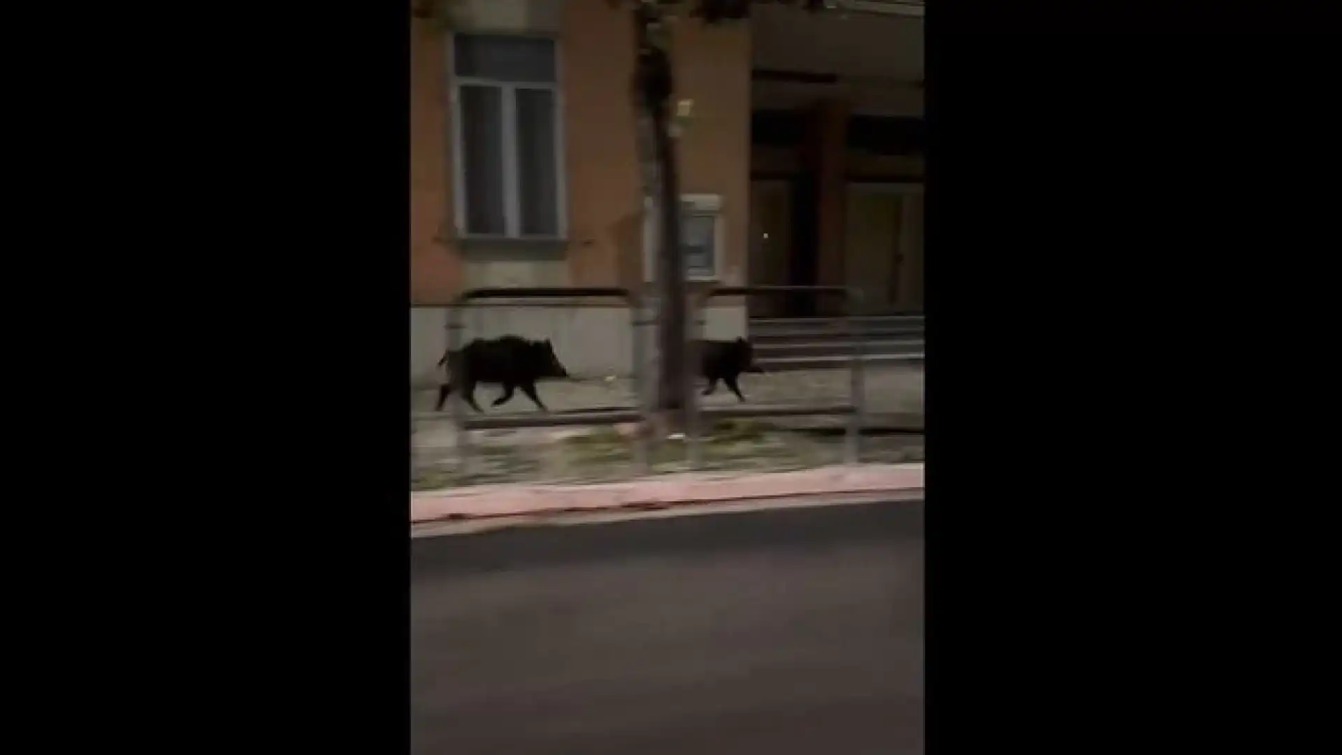 Impazza la "corsa del cinghiale". A Venafro e Roccaravindola ungulati scatenati sulle strade cittadine. Guarda il video